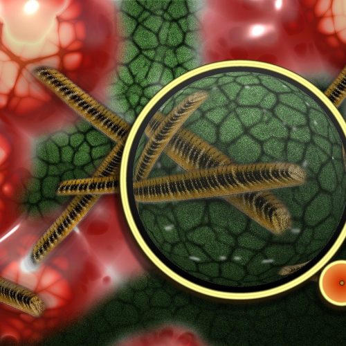 bacteria-108895_1280