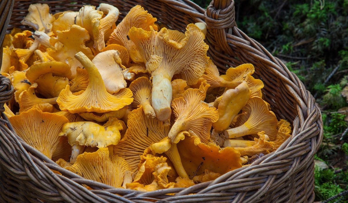 barbroforsberg-fungus-1194380_1920